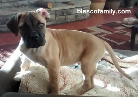 young bandog / bandogge