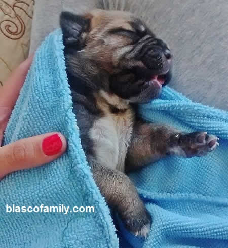 Newborn Bandogge or Bandog puppy...