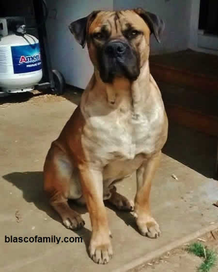 American bandogge / bandog mastiff