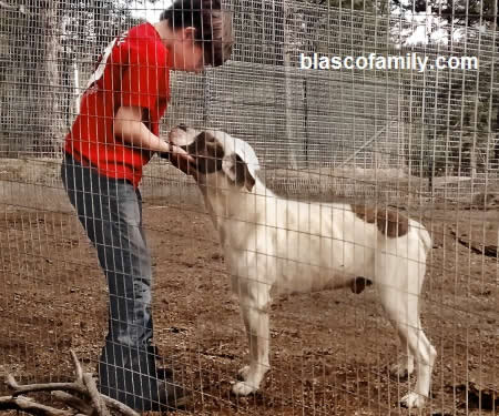 Son John with Standard type American Bulldog NKC Champion Bionic's Mikie of Moose Run