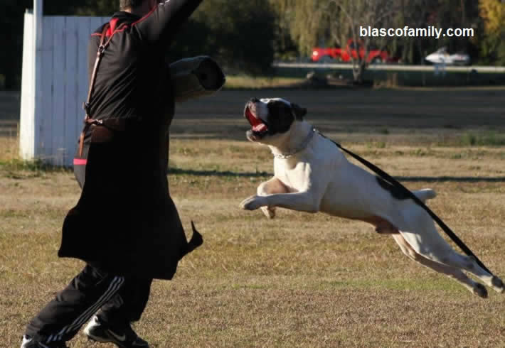 American Bulldog Mikie attacking bad guy