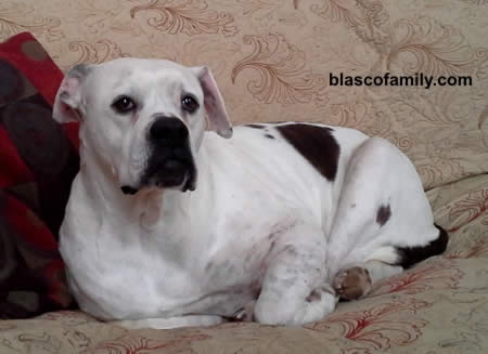 Johnson Type American Bulldog female