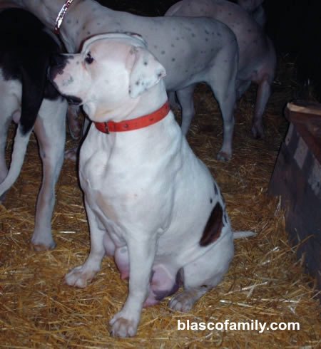 Johnson style American Bulldog